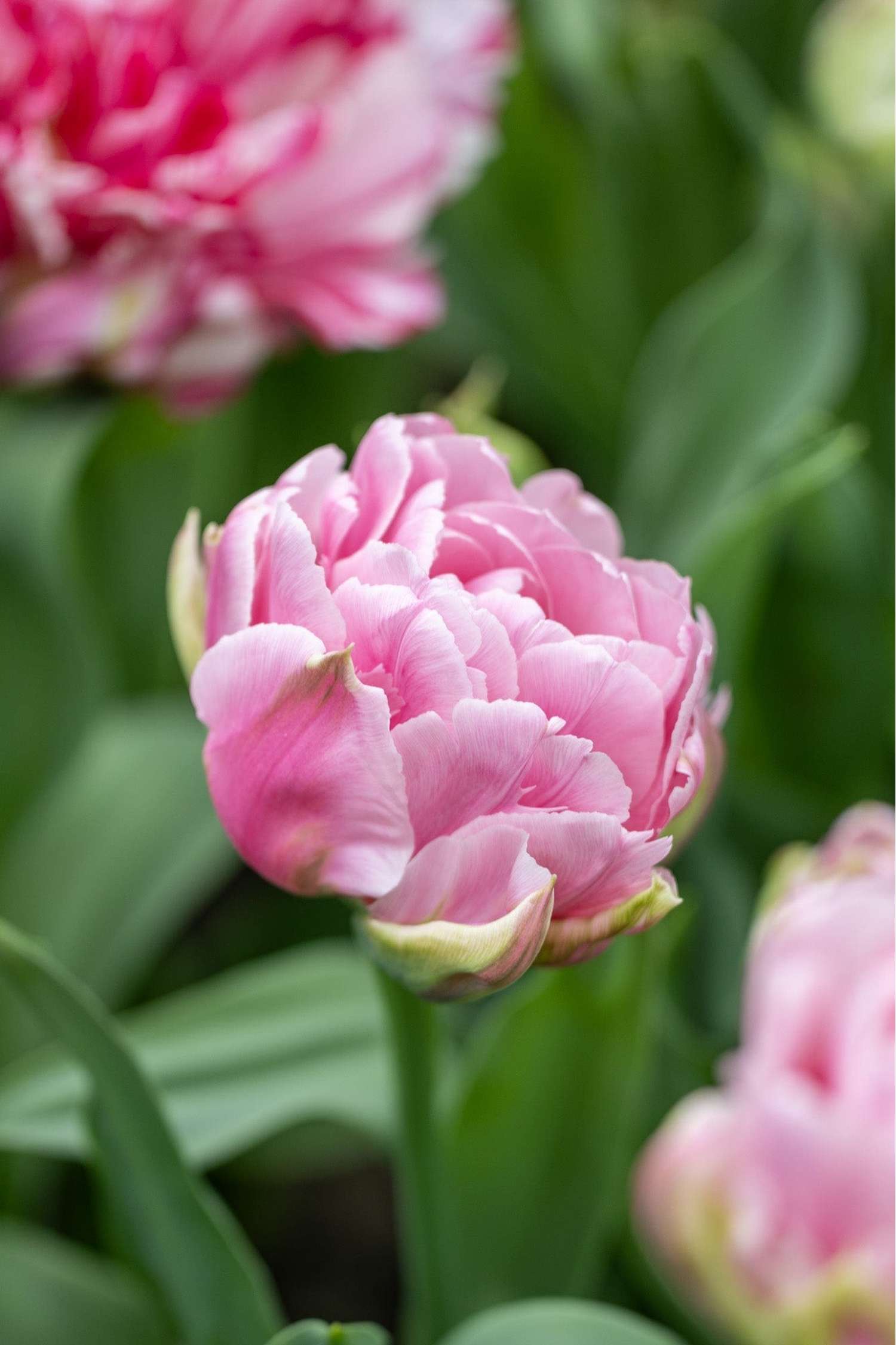 Tulpe 'Amorosa' - Tulipaner